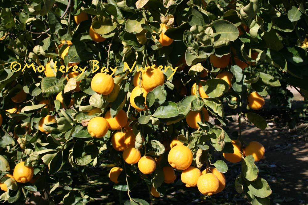 Monterey Bay Nursery Citrus